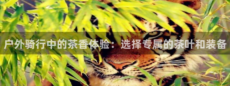 新宝gg群