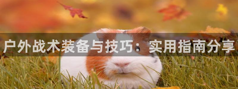 新宝gg游戏平台