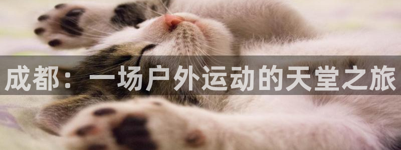 新宝gg手机版下载